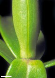 Veronica subalpina. Leaf bud with no sinus. Scale = 1 mm.
 Image: W.M. Malcolm © Te Papa CC-BY-NC 3.0 NZ